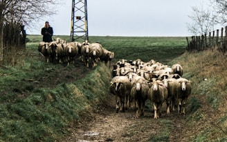 A flock of sheep is being herded down a path flanked by grassy embankments. In the distance, a person, possibly a shepherd, is walking near an electricity pole. The landscape is mostly overcast, with trees and a fence visible in the background.