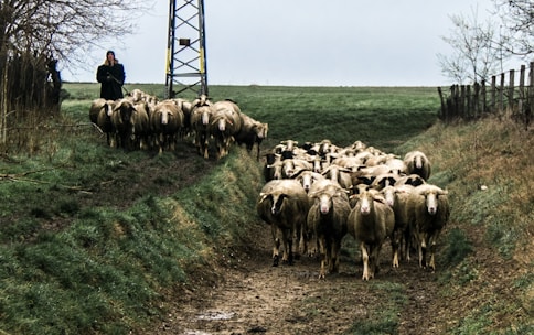 A flock of sheep is being herded down a path flanked by grassy embankments. In the distance, a person, possibly a shepherd, is walking near an electricity pole. The landscape is mostly overcast, with trees and a fence visible in the background.