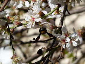 Close-up of blooming flowers planted to nourish bees in the forest area.