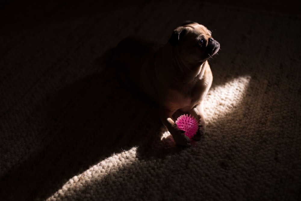 a dog sitting on the floor with a toy in its mouth