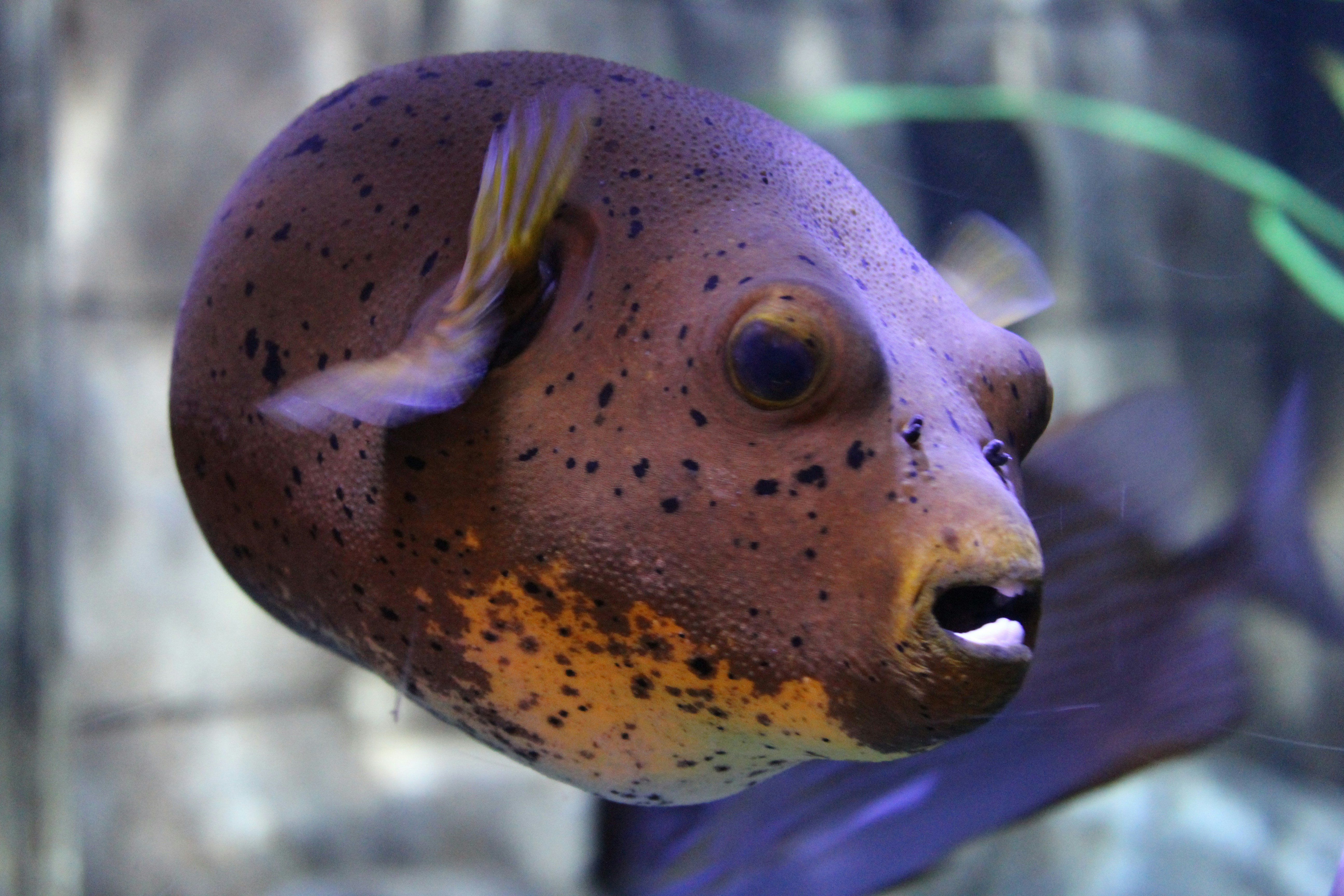 Free Unsplash photo from Sven Vreuls