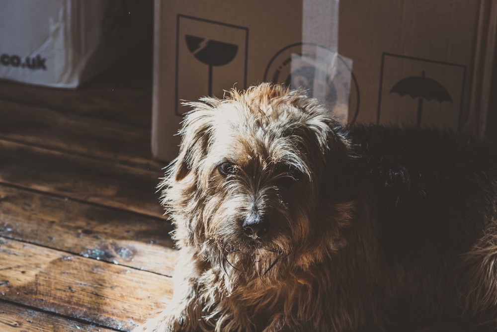 langhaariger schwarz-grauer Hund auf dem Boden