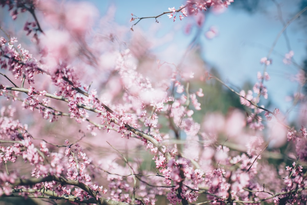 selective focus photography of cherry blossoms