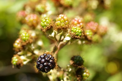 Close-up of a cluster of blackberries, with varied stages of ripeness ranging from green to fully ripe black. The background is blurred, emphasizing the berries and providing a natural, outdoor setting.