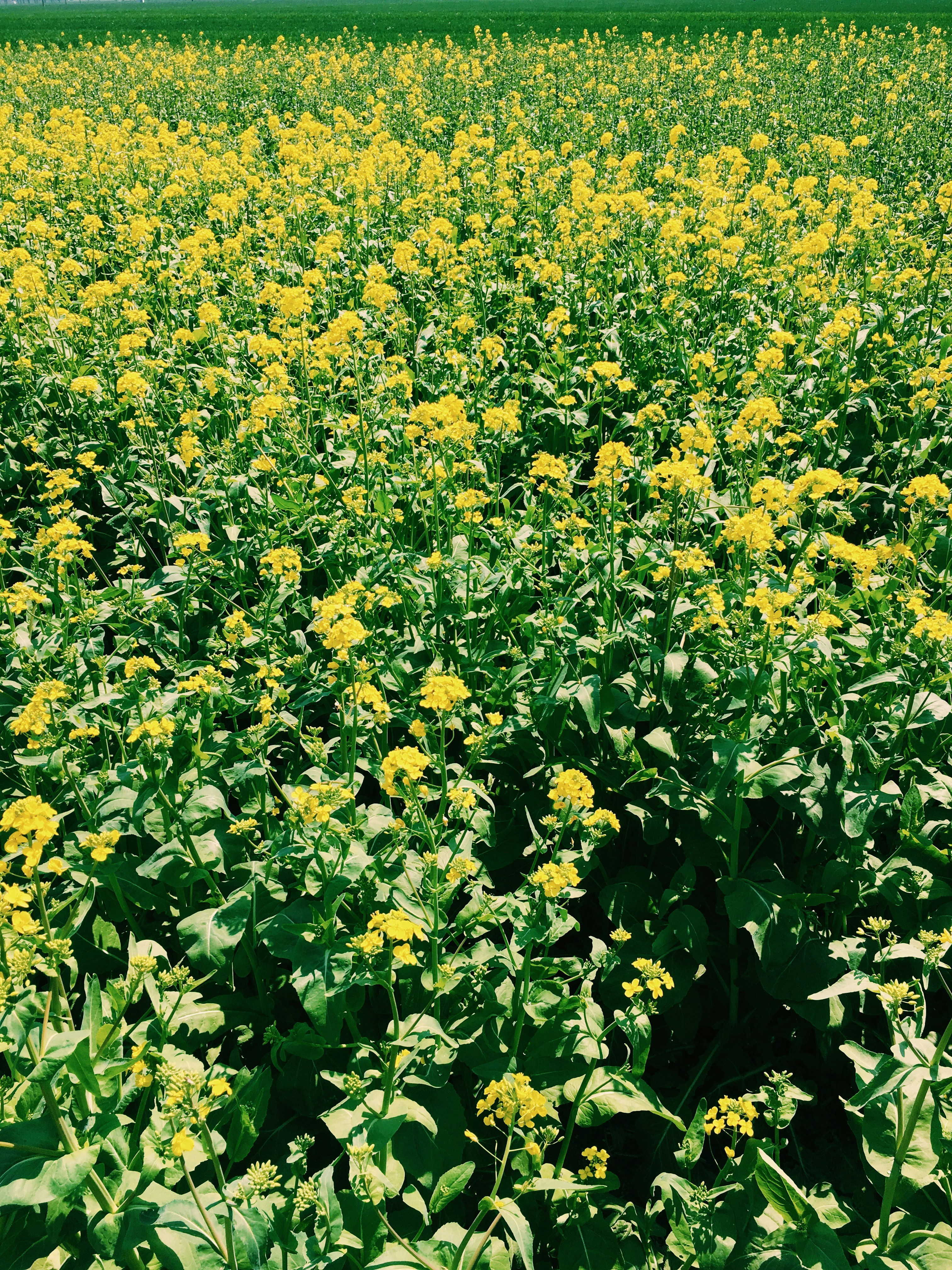 Free Unsplash photo from Ma Yalin