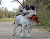 A small dog wearing a hand-stitched bandana, happily exploring a park.