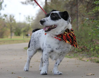 A small dog wearing a hand-stitched bandana, happily exploring a park.