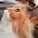 A close-up profile of a fluffy cat with striking green eyes and soft orange and white fur. The image captures the cat's whiskers in detail against a blurred background.