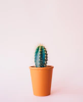 Plantes d'intérieur dans un salon lumineux