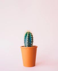 Plantes dépolluantes en intérieur