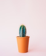 Succulents
