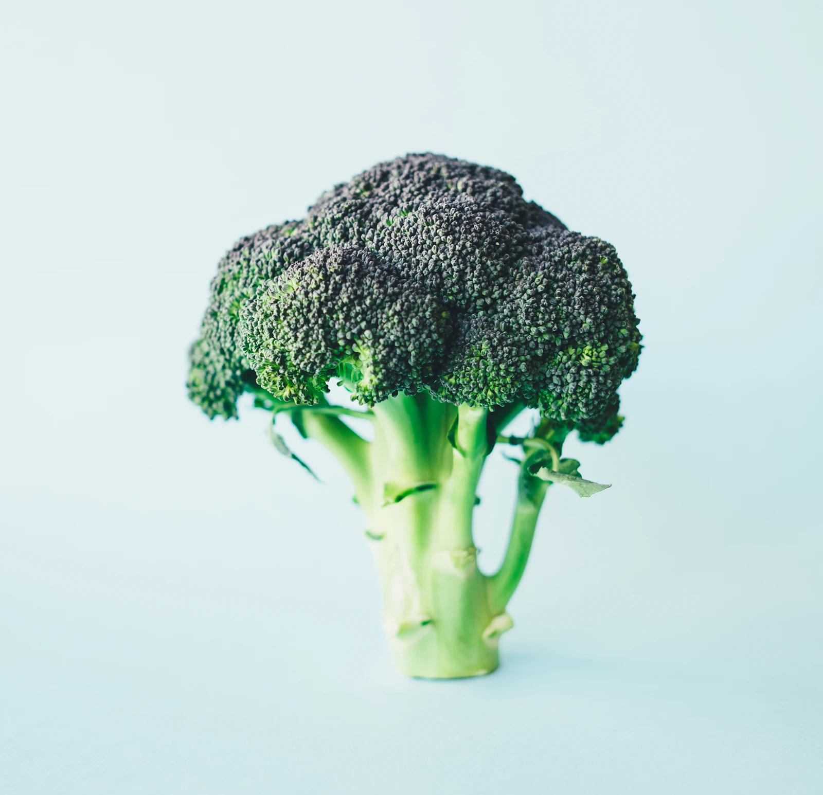 Fresh broccoli florets on a light background