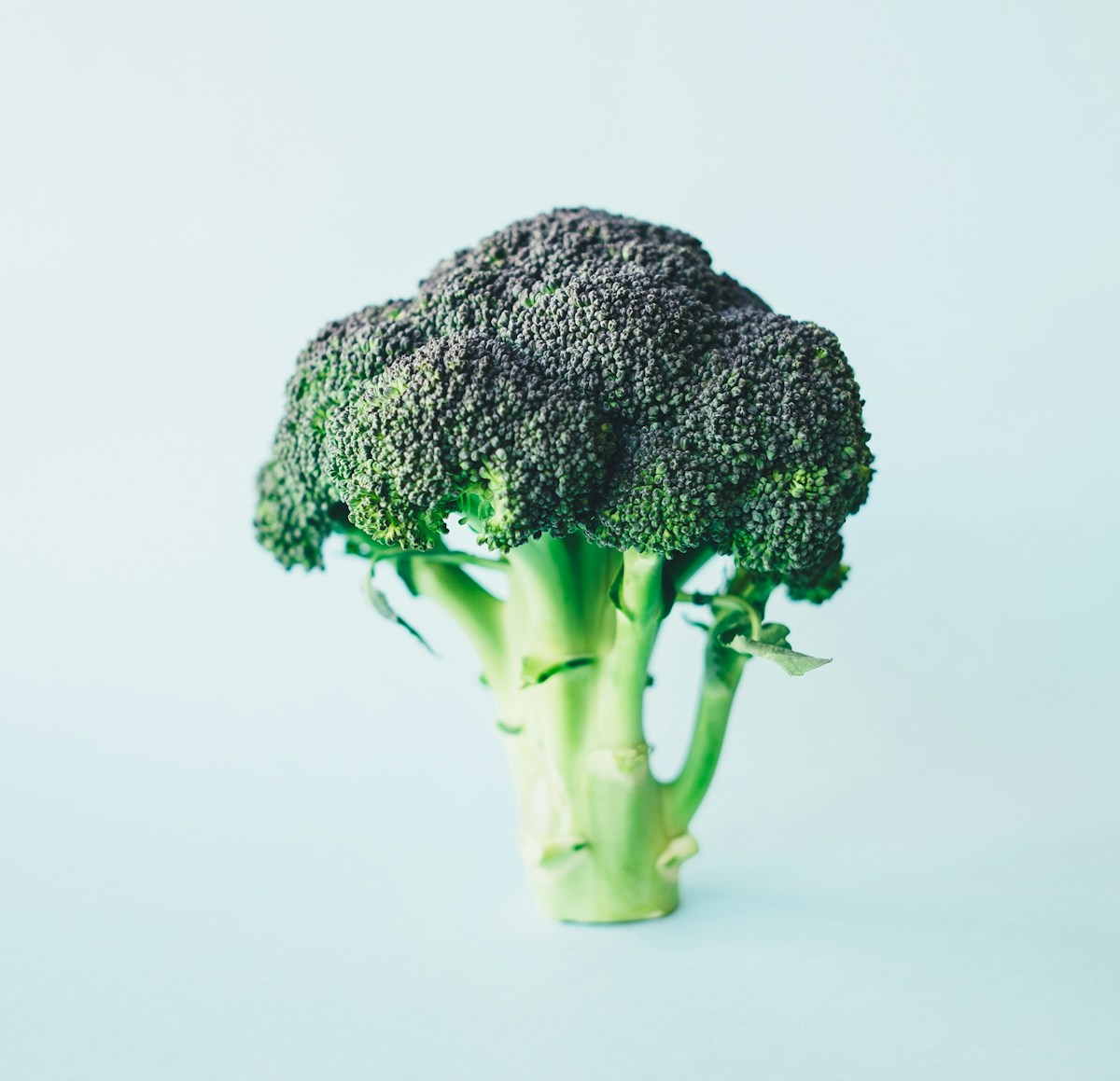 BoccShield broccoli