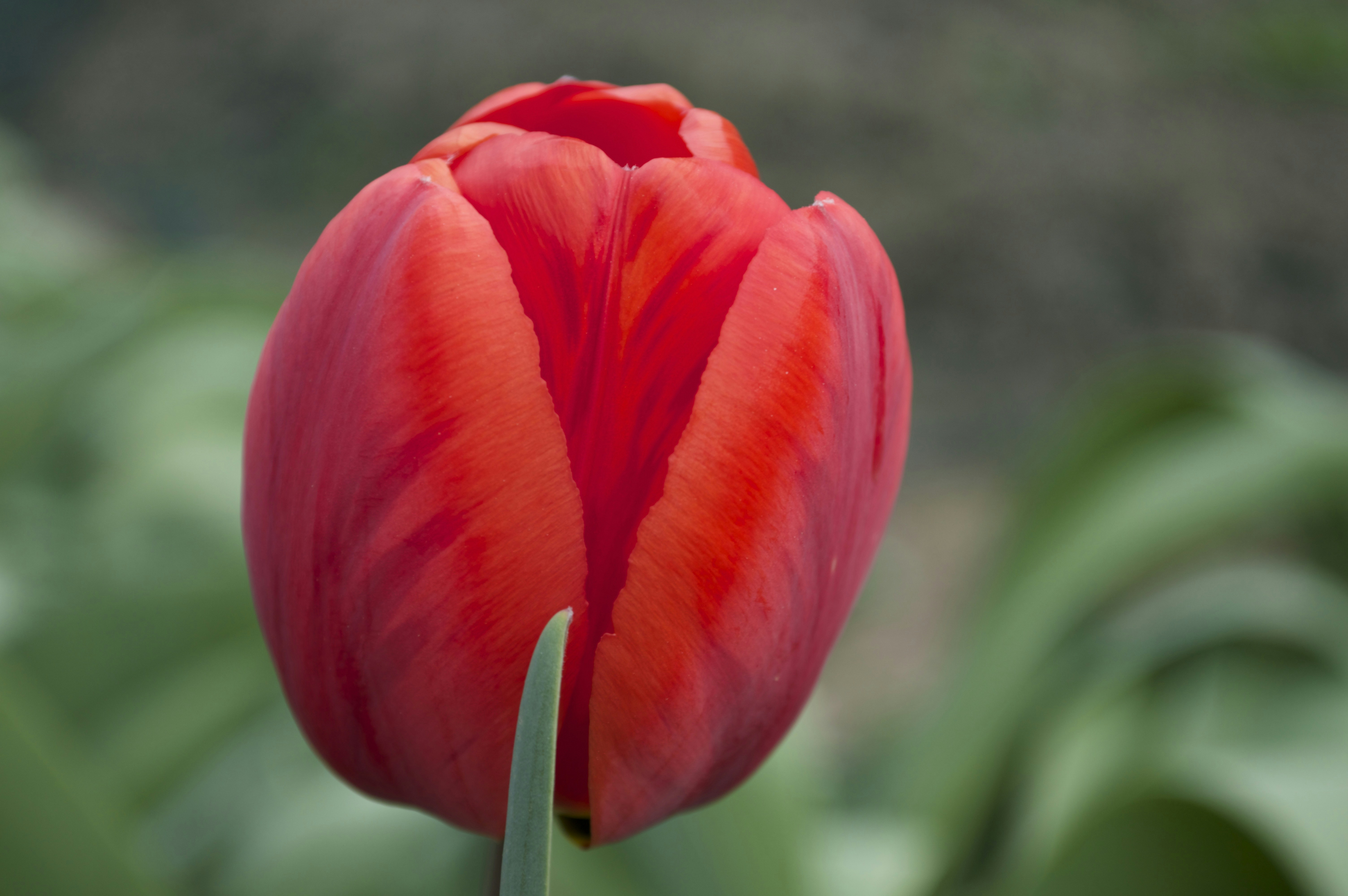 Free Unsplash photo from Pierluigi Ubezio