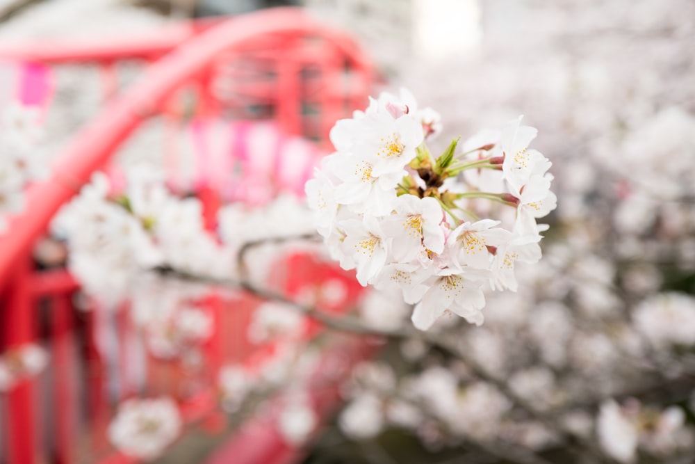 white petaled flowers