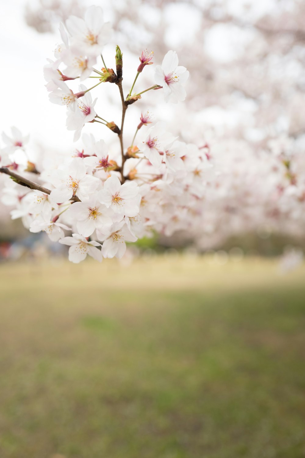 white petaled flowers