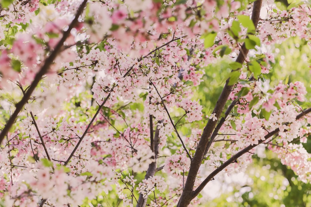 Fotografía macro de flores de cerezo rosadas
