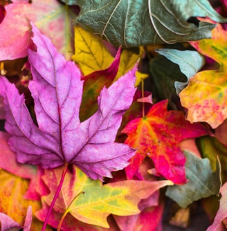 flat lay photography of purple and red leaves