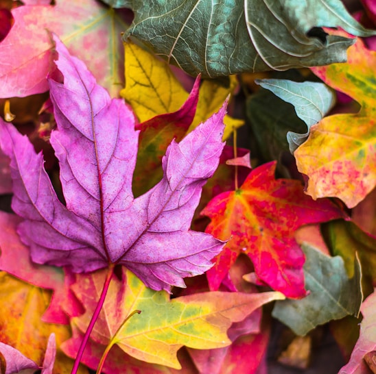 flat lay photography of purple and red leaves