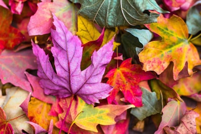 flat lay photography of purple and red leaves season teams background