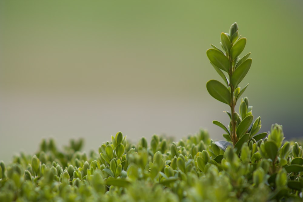 green leaf plant