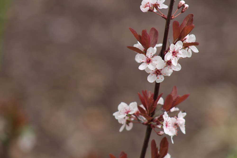 fiore dai petali bianchi