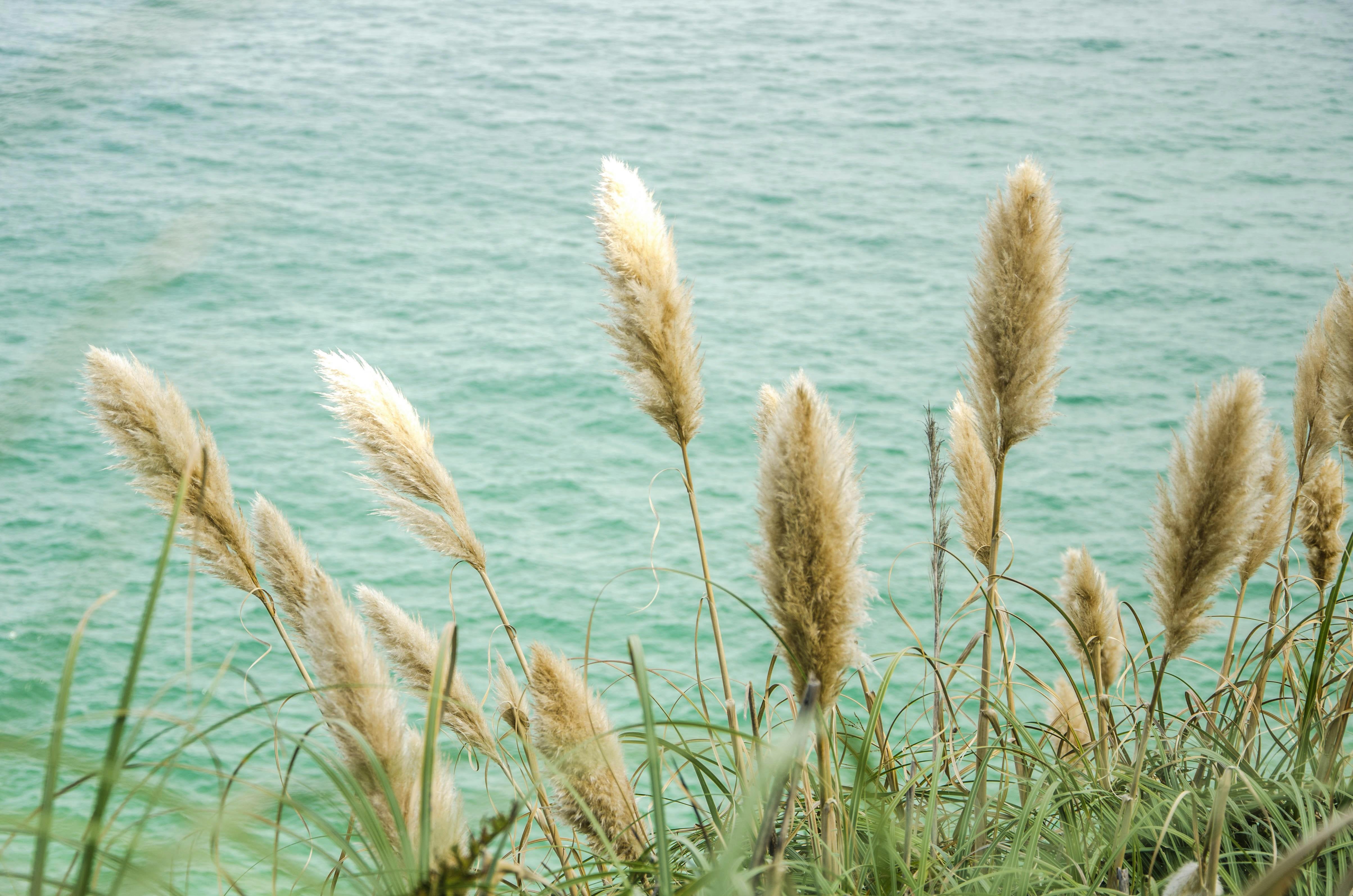 Free Unsplash photo from Camila Boff