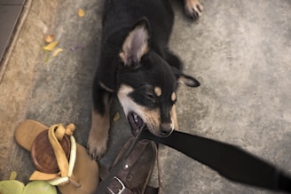 A small black and tan puppy is biting a black strap while lying on a concrete floor. Around the puppy, there are a pair of brown sandals and some scattered leaves.