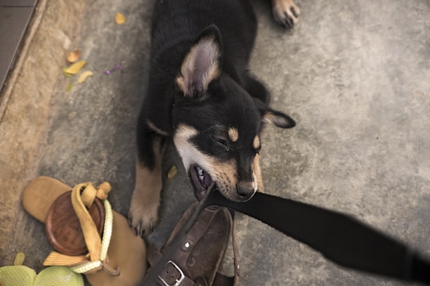 A small black and tan puppy is biting a black strap while lying on a concrete floor. Around the puppy, there are a pair of brown sandals and some scattered leaves.
