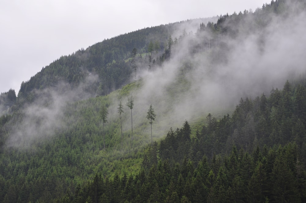 árvores de folhas verdes nas montanhas durante nevoeiros