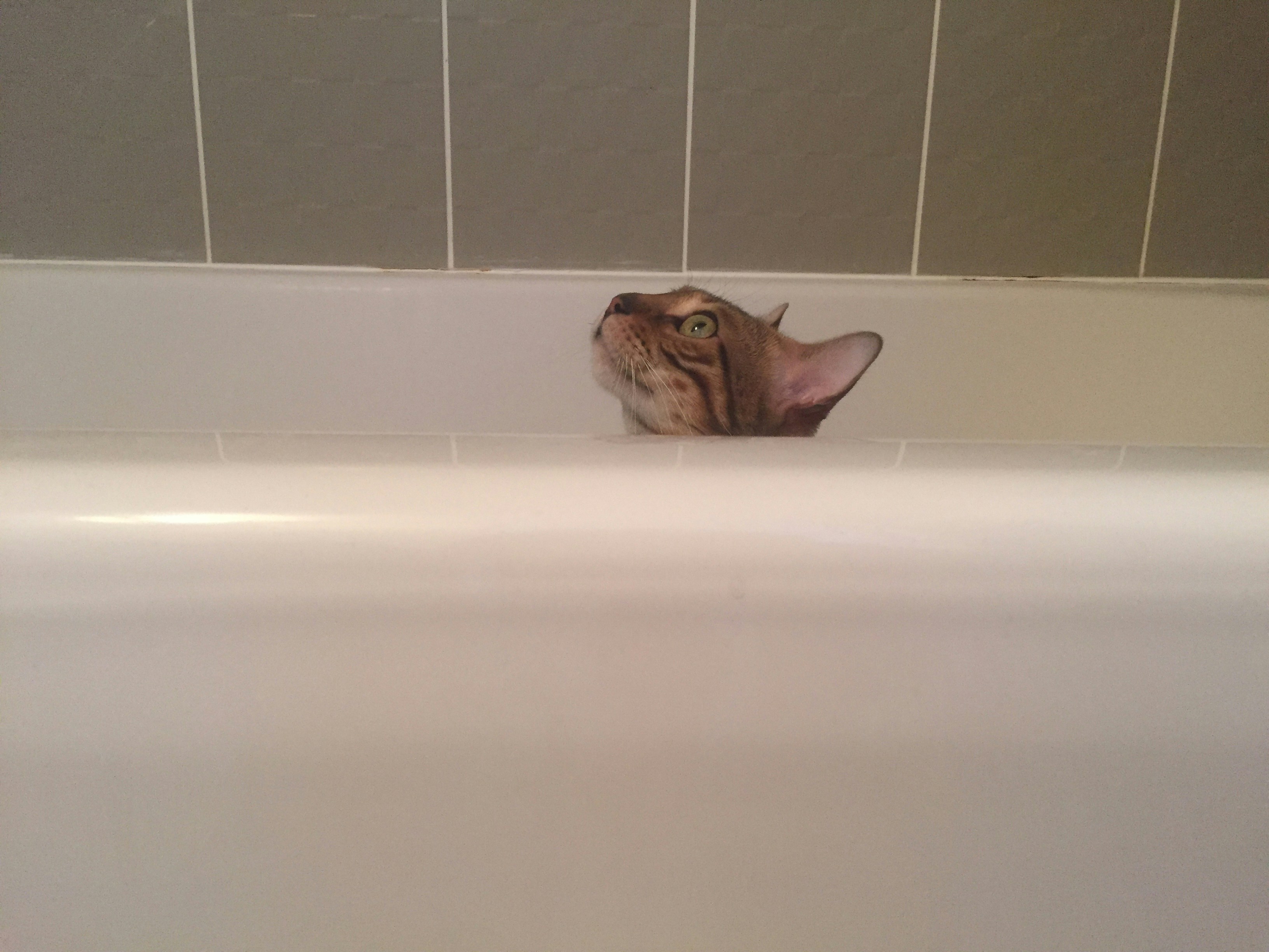 Free Unsplash photo from Jen Serdetchnaia