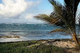 A peaceful beach scene in Bahia with palm trees swaying and gentle waves.