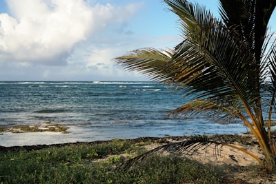 A peaceful beach scene in Bahia with palm trees swaying and gentle waves.