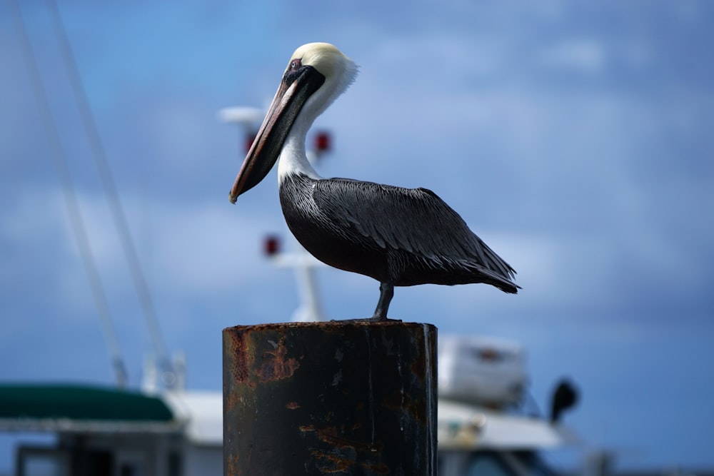 brown and black bird on wooden post