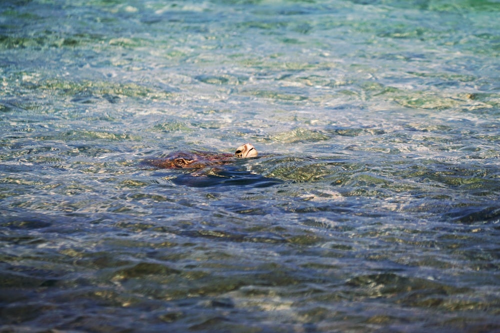 animal swimming on water