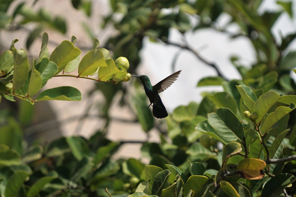 나뭇잎 근처를 날고 있는 회색 새