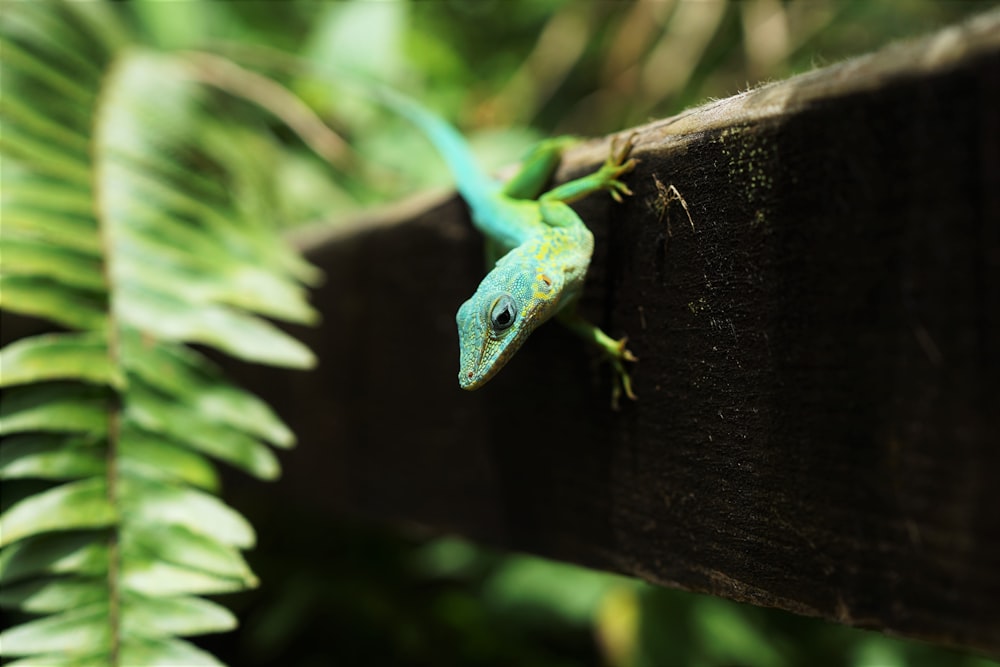 green and black reptile on wood