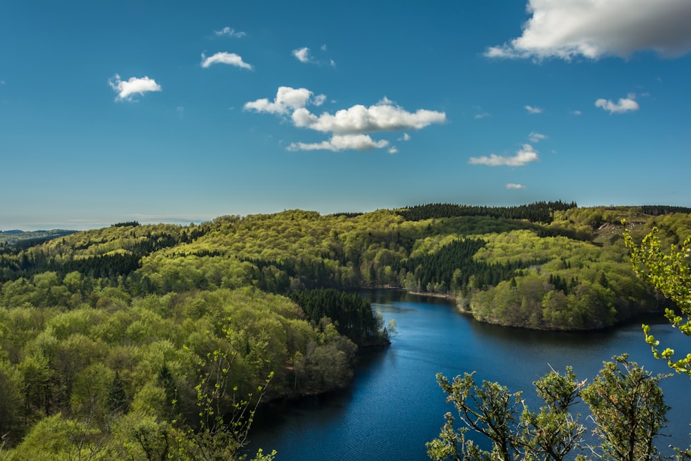 aerial view of river surrounded by trees