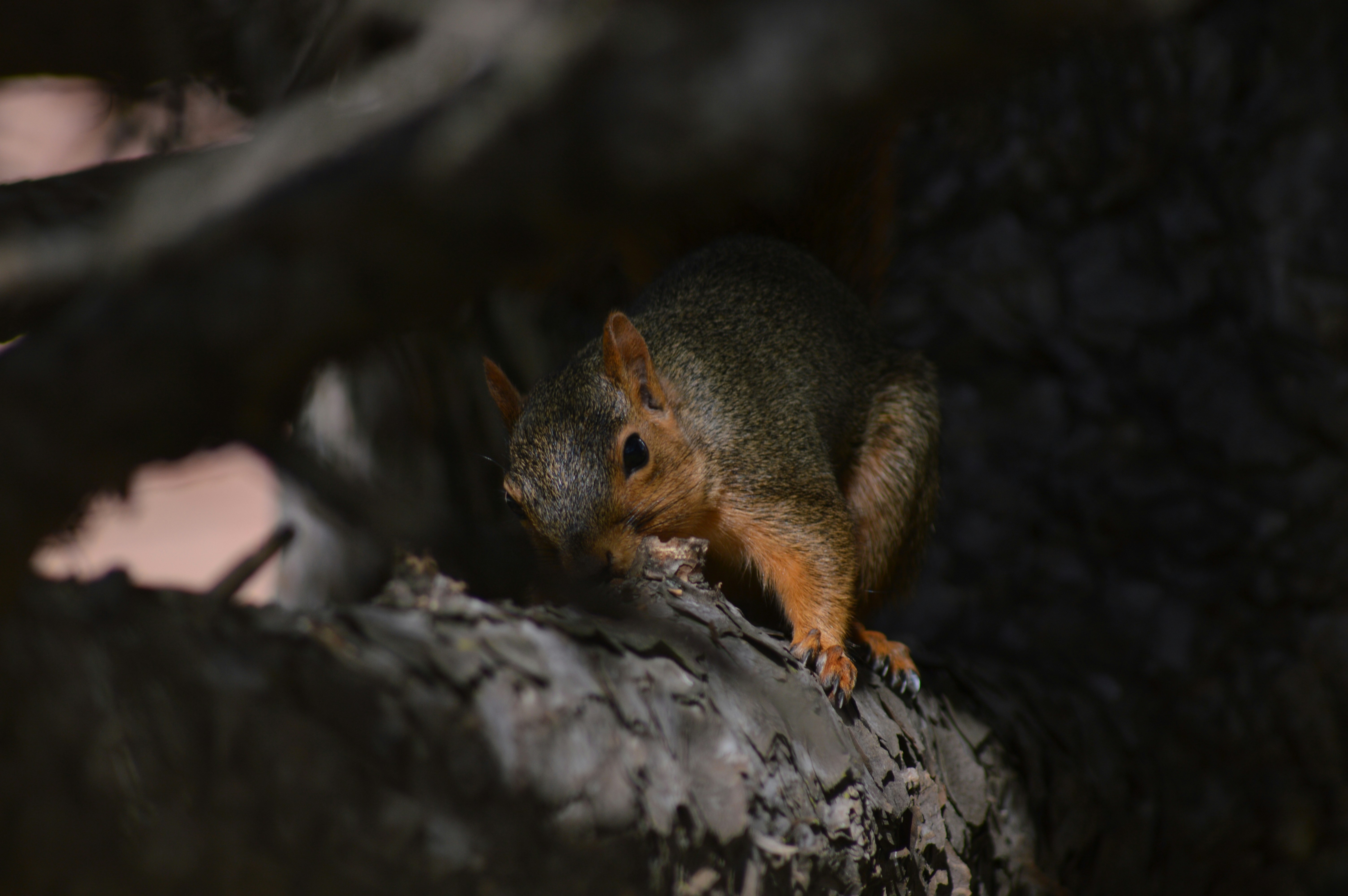 Free Unsplash photo from Michael Pettit