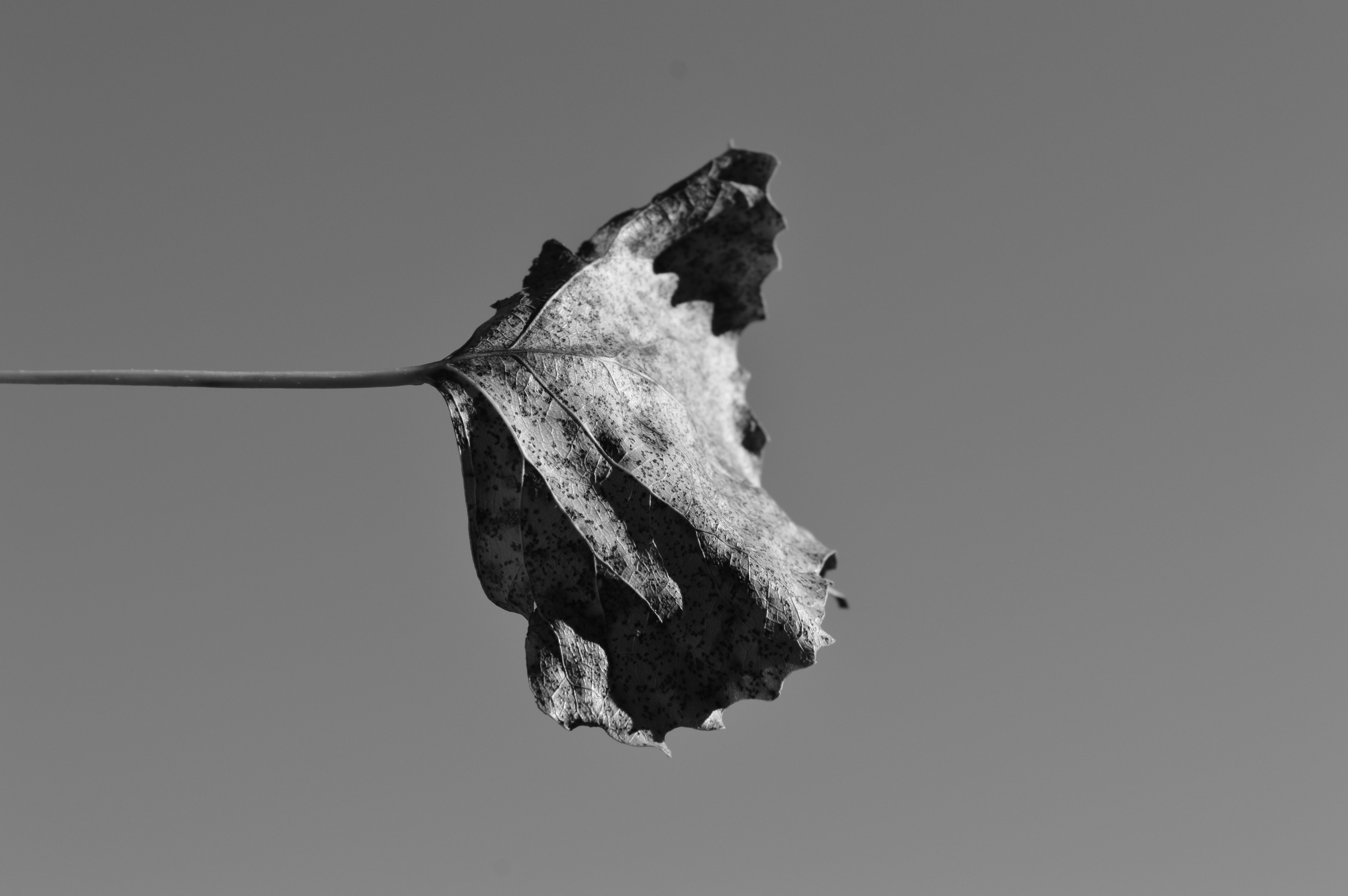 Free Unsplash photo from Michael Pettit