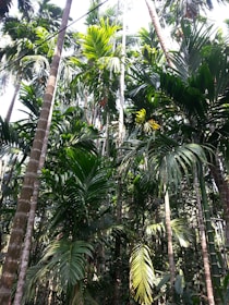 A dense cluster of tall palm trees with thick, lush green foliage. Sunlight filters through the leaves, creating a vibrant and natural atmosphere. The trunks of the trees are slender and tall, covered with distinct vertical stripes or ring-like marks.
