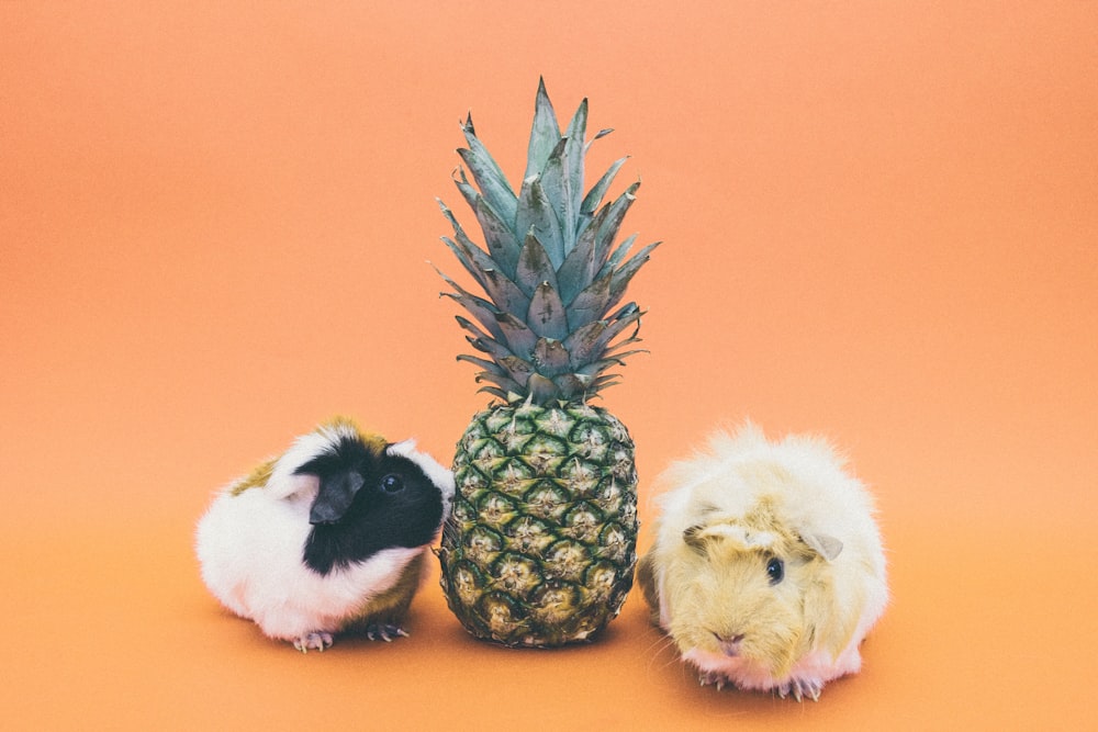 two guinea pigs beside pineapple fruit