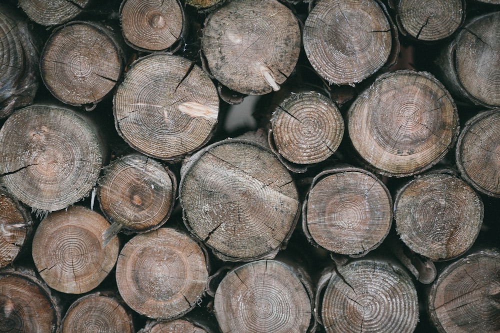tronchi di legno marroni