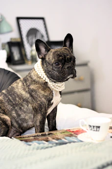A chic French bulldog lounging on a velvet cushion, wearing a pearl necklace and a tiny designer hat.