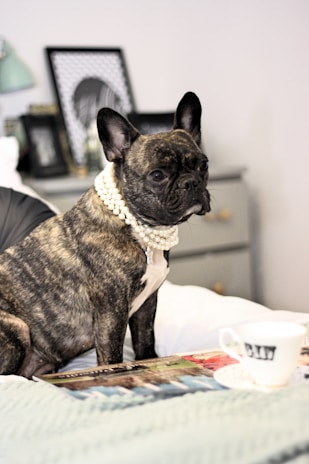 A French Bulldog wearing a pearl necklace sits on a bed. In the background, there is a bedside table with picture frames and a lamp. A cup and magazines are also visible in the foreground.
