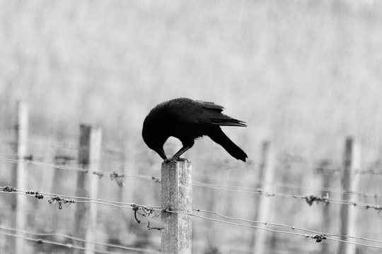 black bird perching on white wooden post in Johannisberg Germany