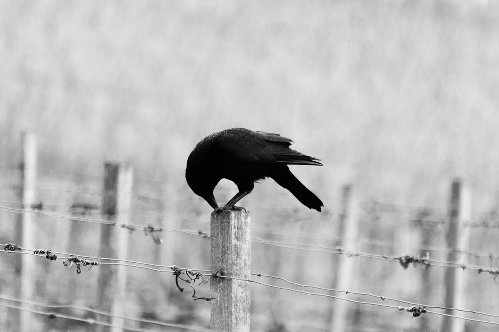 pájaro negro posado en poste de madera blanco