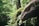 A lush green jungle setting with a large, moss-covered stone sculpture of a dinosaur or lizard head, surrounded by dense foliage.