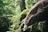 A lush green jungle setting with a large, moss-covered stone sculpture of a dinosaur or lizard head, surrounded by dense foliage.