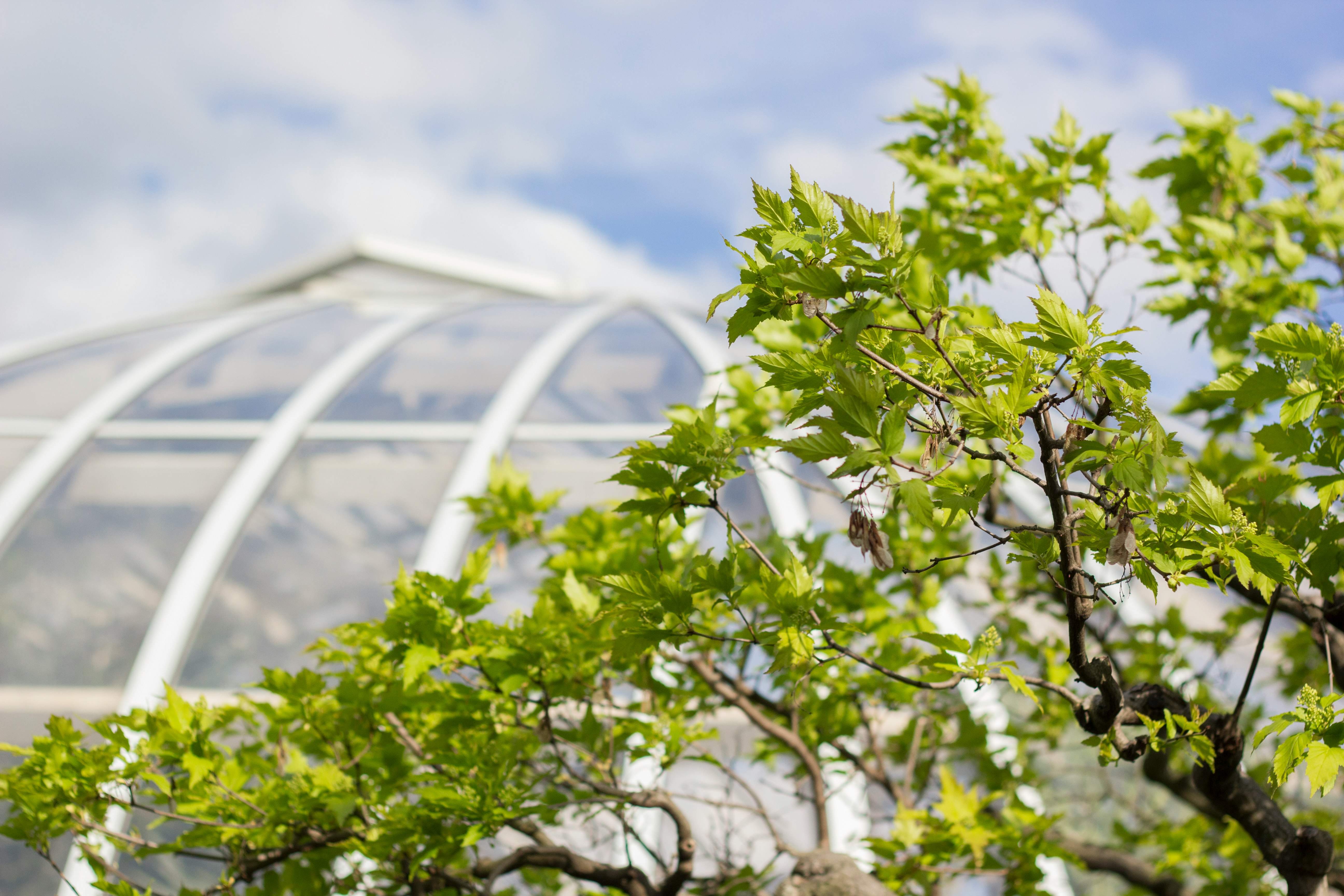 selective focus photography green leafed tree